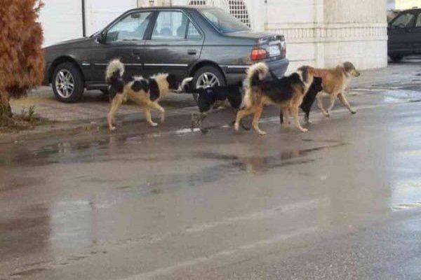 دلیل افزایش سگ های ولگرد در شهرک محلاتی دلیل افزایش سگ های ولگرد در شهرک محلاتی