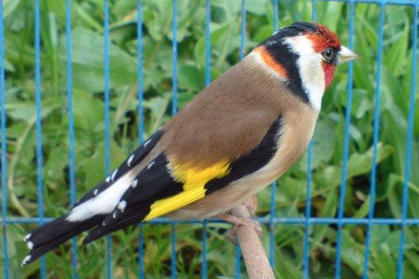 کشف 44 گونه پرنده از باغ شکارچی سابقه دار
