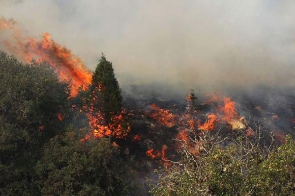 آتش سوزی در جنگل ابر شاهرود