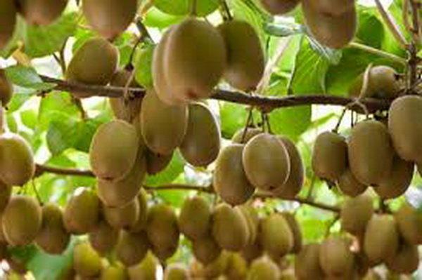 تور دهلی: مشخصات تولیدکنندگان کیوی در اختیار سازمان حفظ نباتات هندوستان قرار می گیرد