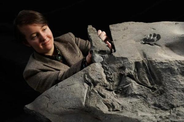 کشف فسیل 170 میلیون ساله خزنده بالدار با عرض بال 2.5 متر
