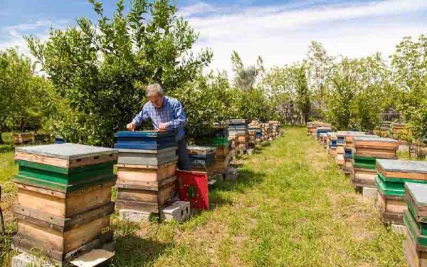 نابودی کلنی های زنبور عسل در سراسر دنیا در پی آلودگی به یک ویروس کشنده