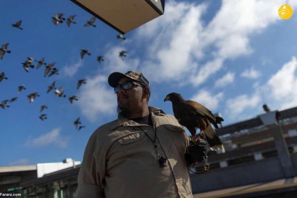 استخدام شاهین برای فراری دادن کبوترهای مترو